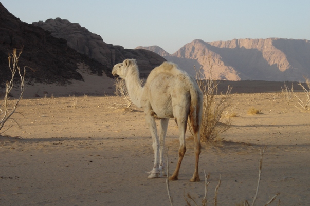 wadi rum camels
