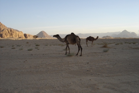 camels at wadi rum