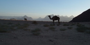 evening in wadi rum 