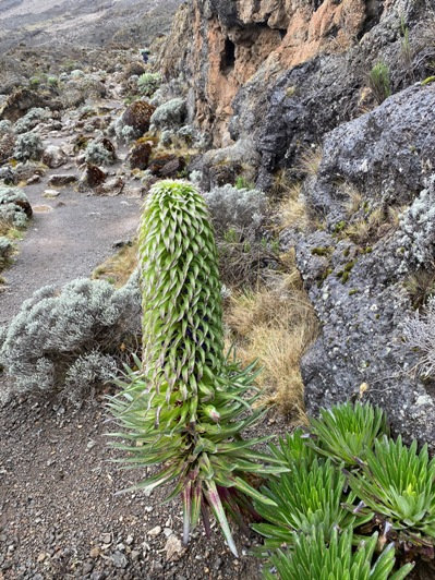 Lobelia deckenii 