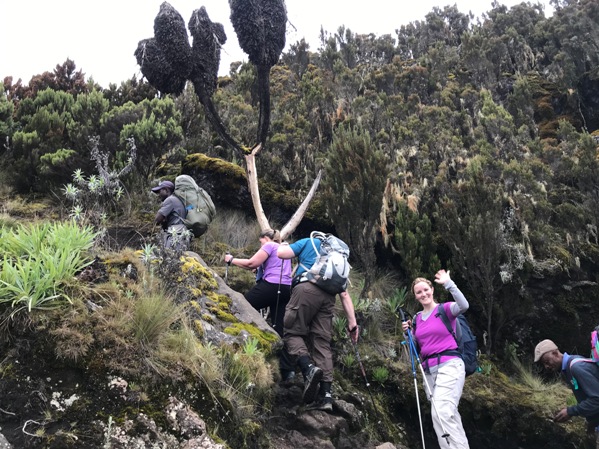 hiking kilimanjaro