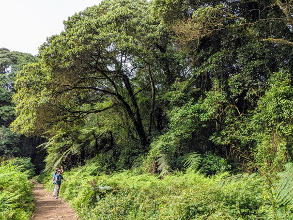 kilimanjaro