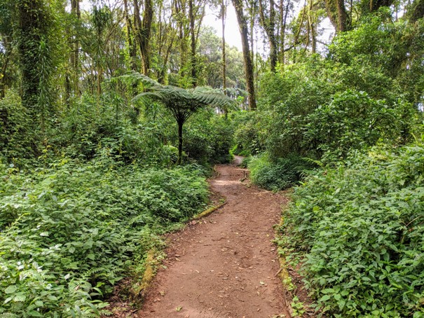 jungle hike