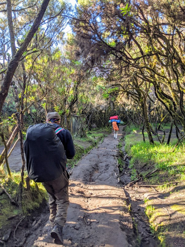 jungle hike