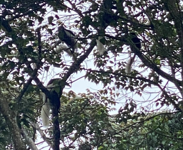 White tail monkeys