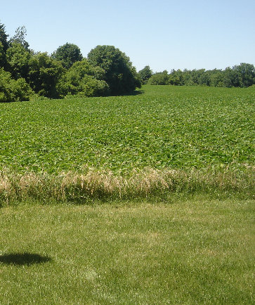 Martin Harris Farm