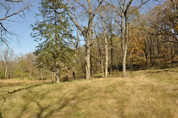 Trees of Mount Pisgah 