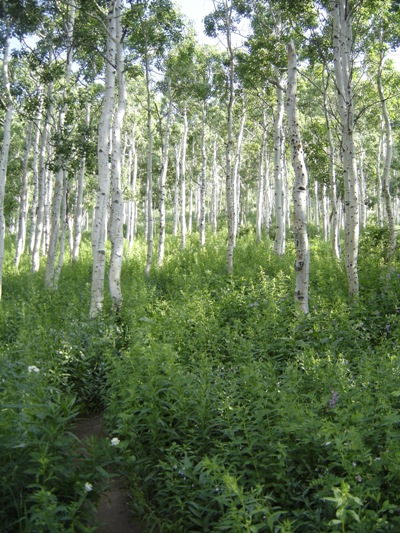 Aspen forest