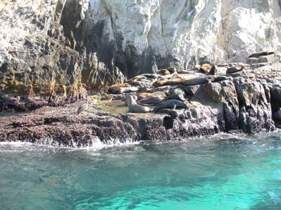 Sea Lions at Lands End