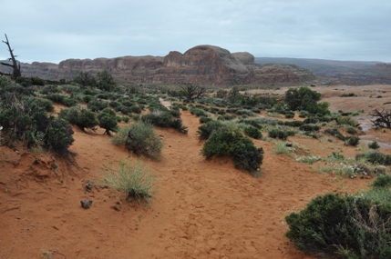 corona arch