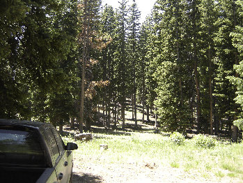 Trees on Red Spur