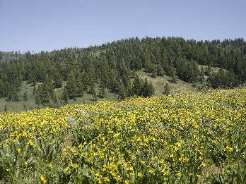 Wildflowers