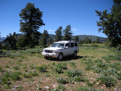 Tin Cup Meadows