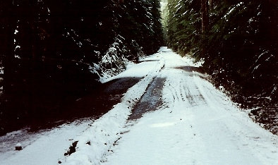 Carbon River Road 