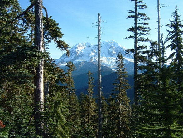 Mount Rainier View