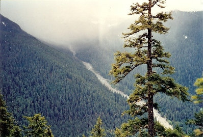 Mowich River Valley 