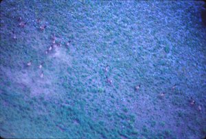 North Rainier Elk Herd