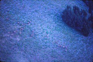 White River Elk Herd