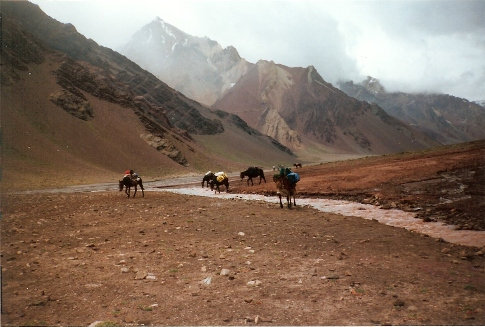 Mules on Aconcagua