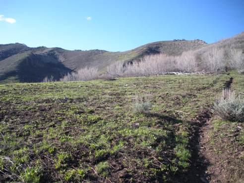 Lookout Peak trail