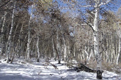 aspen trees