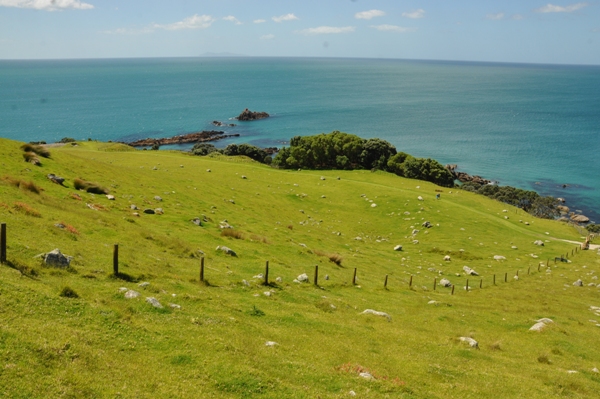 maunganui