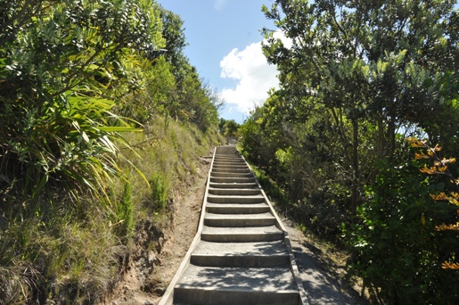 maunganui