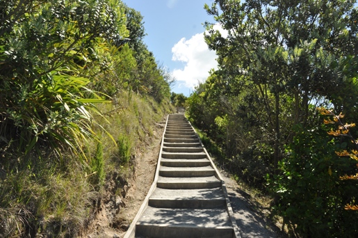 maunganui