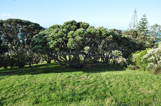 summit trees