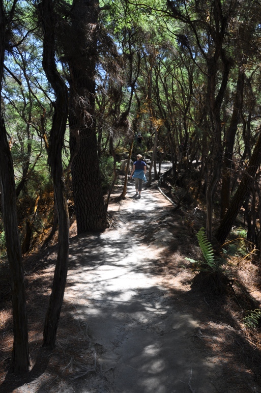 Native Bush Walk 