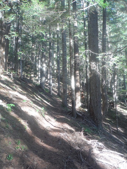 sulphur mountain trail