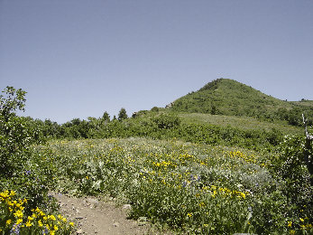 Sardine near the ridgeline