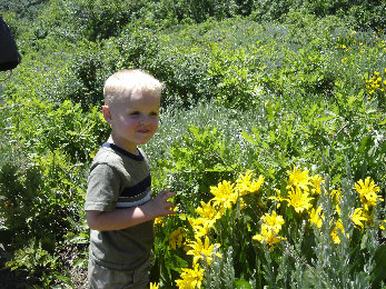 wildflowers