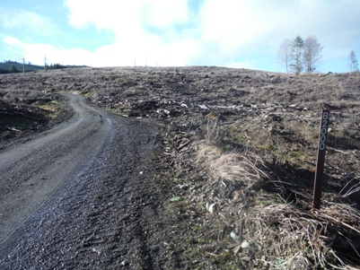 skidder road