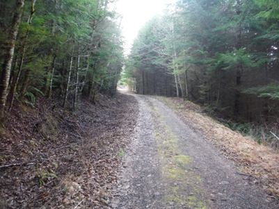 skidder hill 