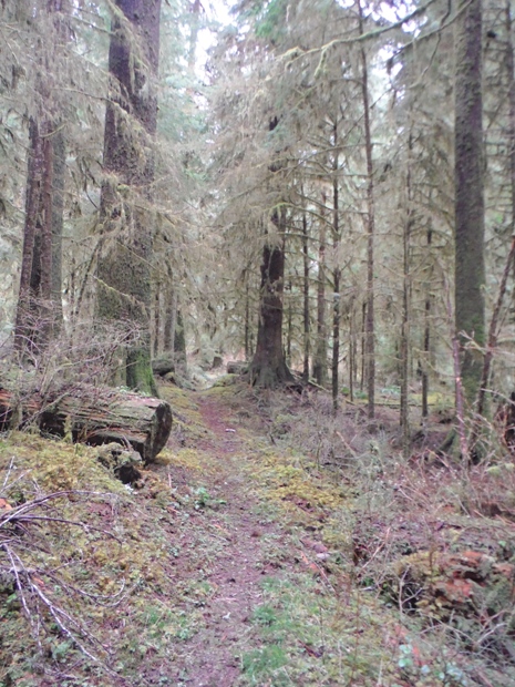 bogachiel river trail