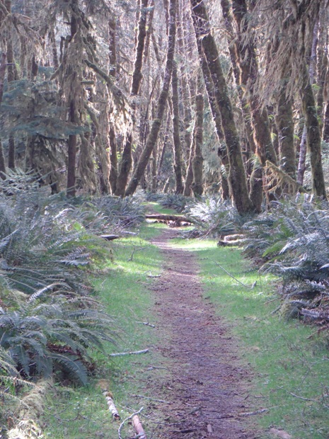 bogachiel river trail