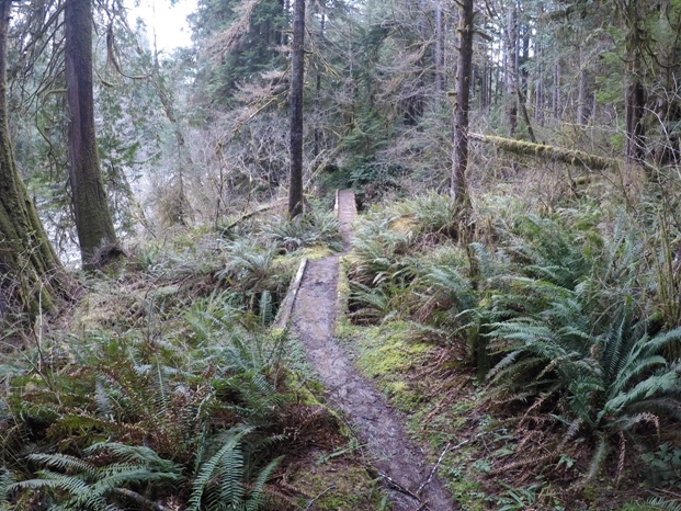 olympic national forest