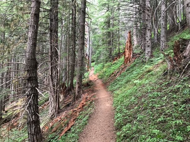 Big Quilcene Trail