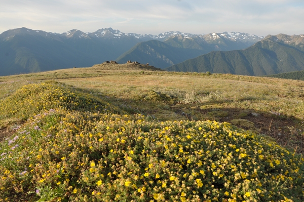 Views from Blue Mountain / Rain Shadow Loop in Olympic National Park, Washington