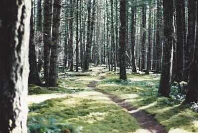 Elwha valley trail