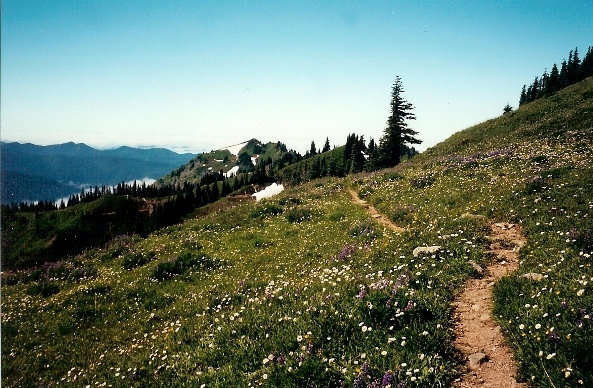 Bogachiel Peak