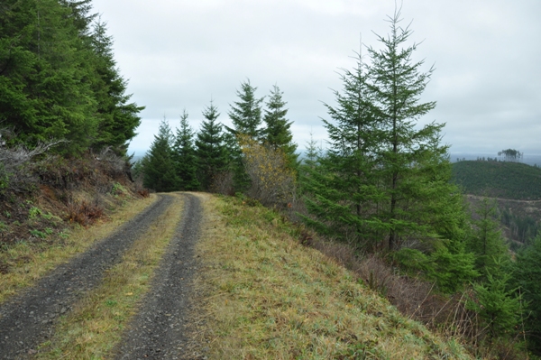 logging road