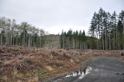 timber harvest