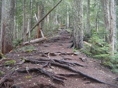 Mount Ellinor trail