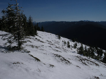 Olympic National Forest