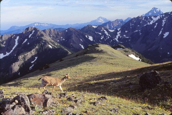 Mount Townsend views