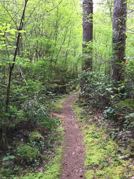 Schafer Forest Loop Trail 
