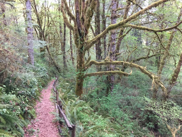 Schafer Forest Loop Trail 