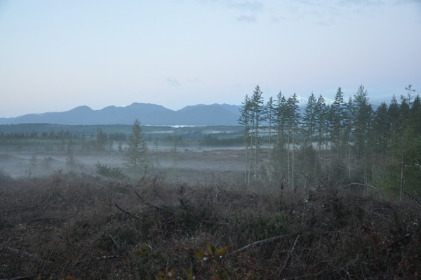 shine lookout